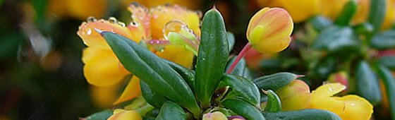 The Mead Nursery -  Berberis stenophylla 'Corallina Compacta'