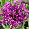 - ALLIUM HOLLANDICUM 'PURPLE SENSATION'