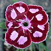 - DIANTHUS 'MYSTIC STAR'