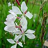 - GAURA LINDHEIMERI