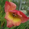 , , BA13 4EG – Gladiolus David Hills