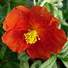 - HELIANTHEMUM 'FIRE DRAGON'