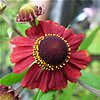 – Helenium ‘Red Jewel’